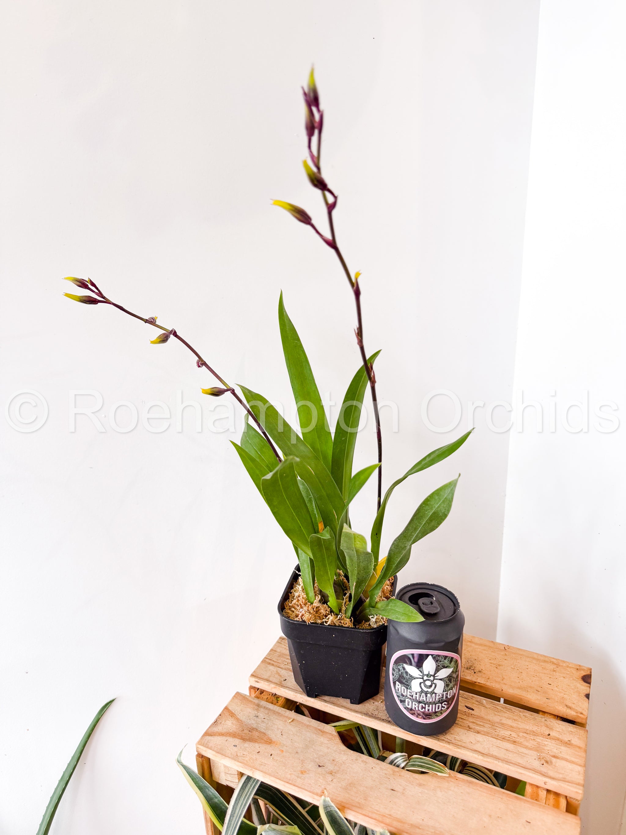 Onc. Wild Cat rainbow – Roehampton Orchids
