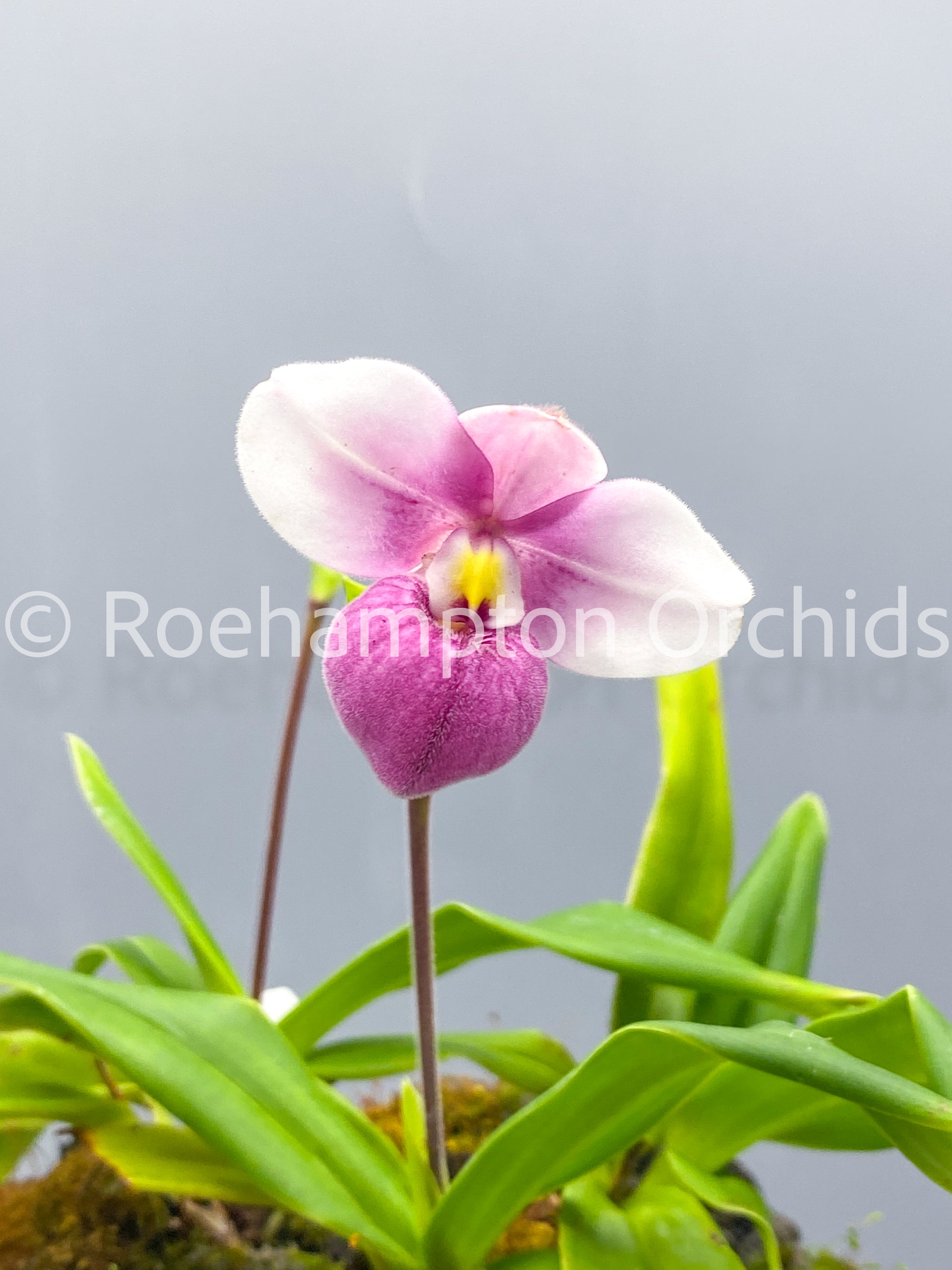 PHARFAITE ピンク Organza Bubu Kaftan Gown Style | TikTok