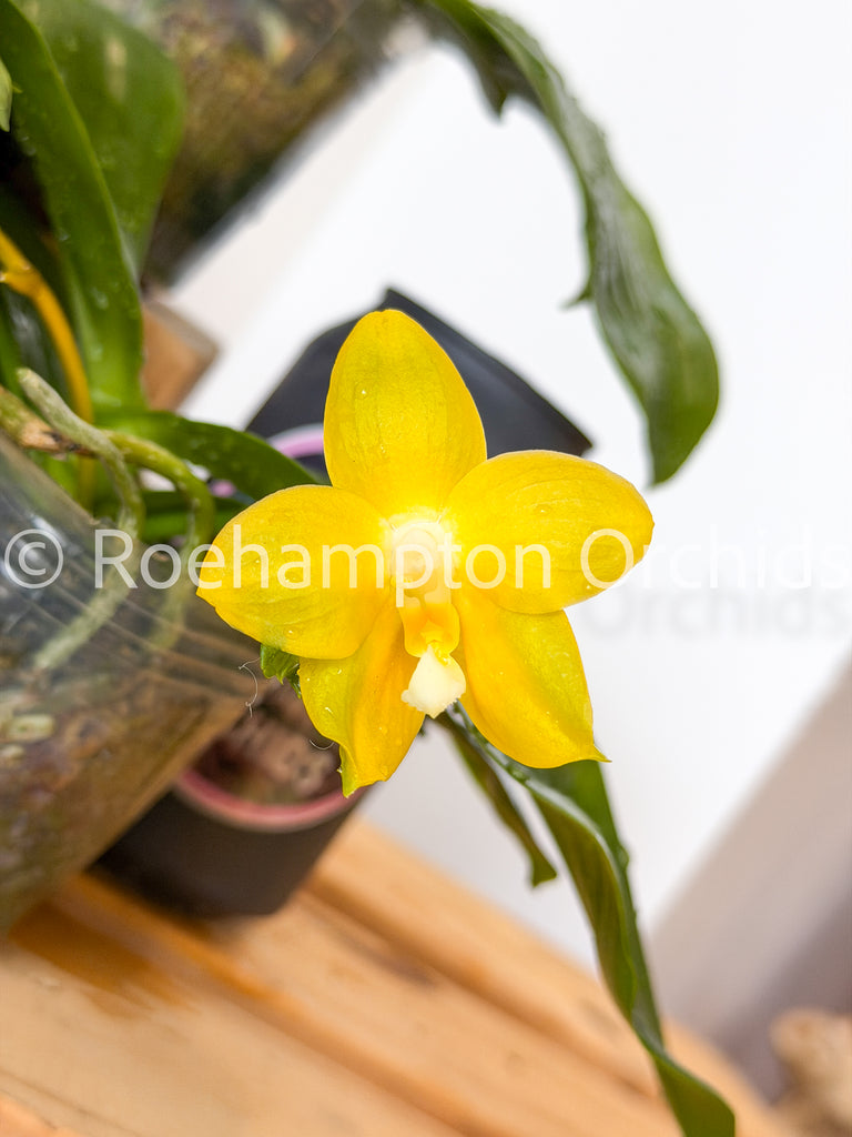 Phalaenopsis (All) – Roehampton Orchids