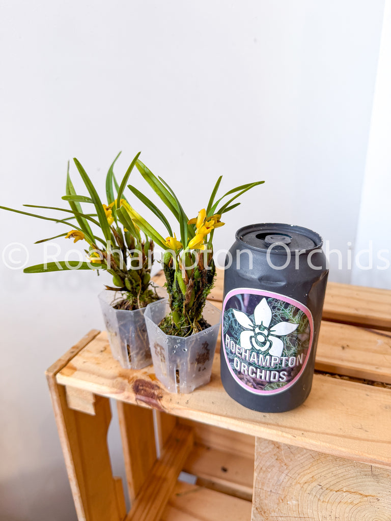 Newest Products – Roehampton Orchids