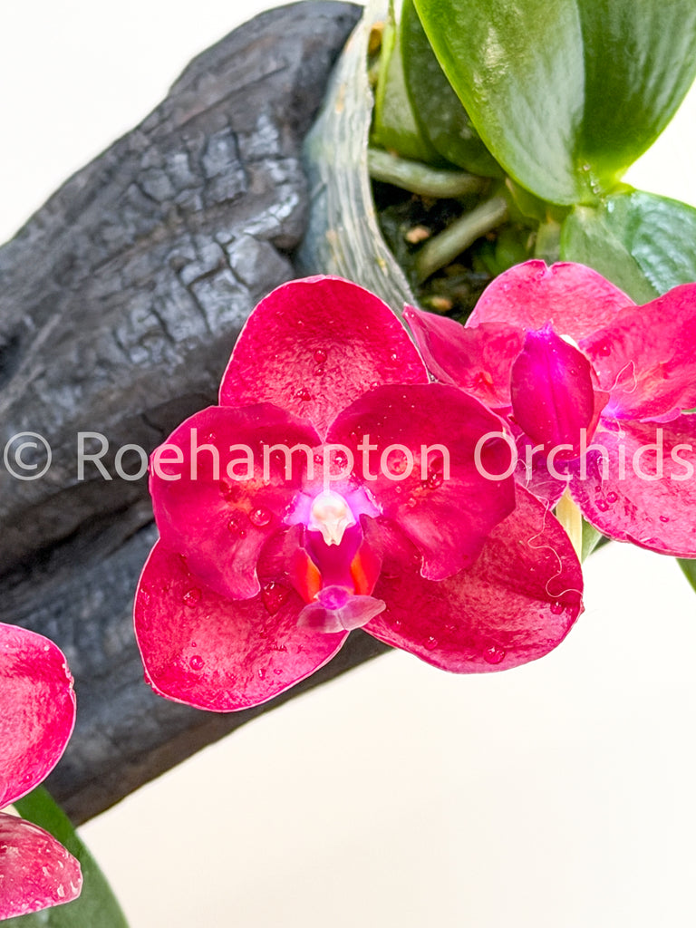 Phalaenopsis (All) – Tagged 