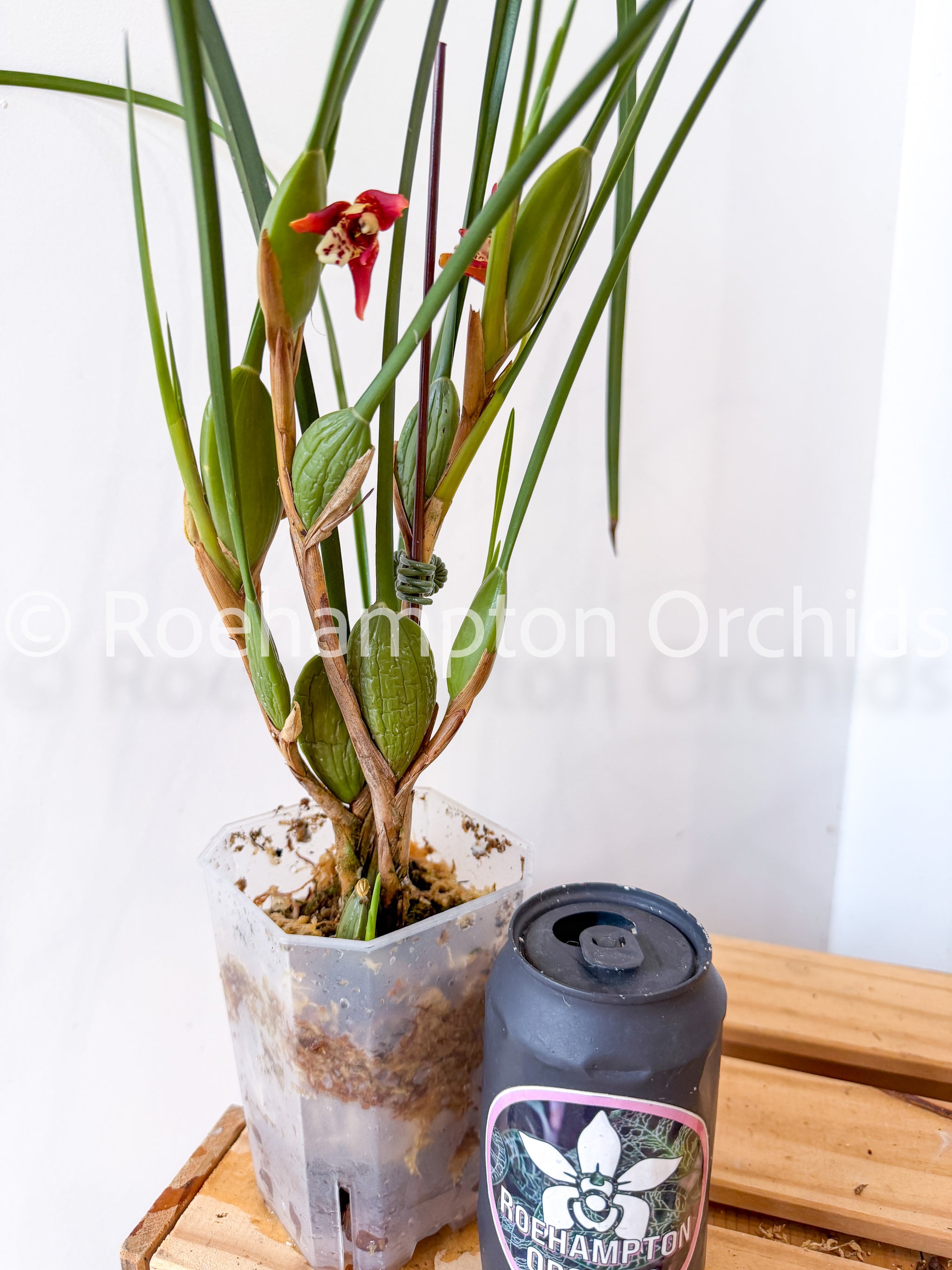 Tall Square Pot – Roehampton Orchids