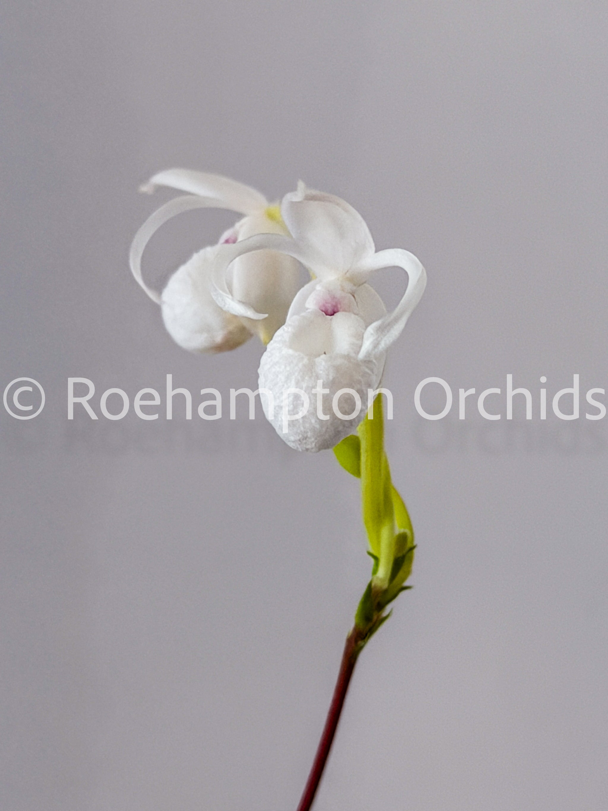 Mexipedium xerophyticum – Roehampton Orchids