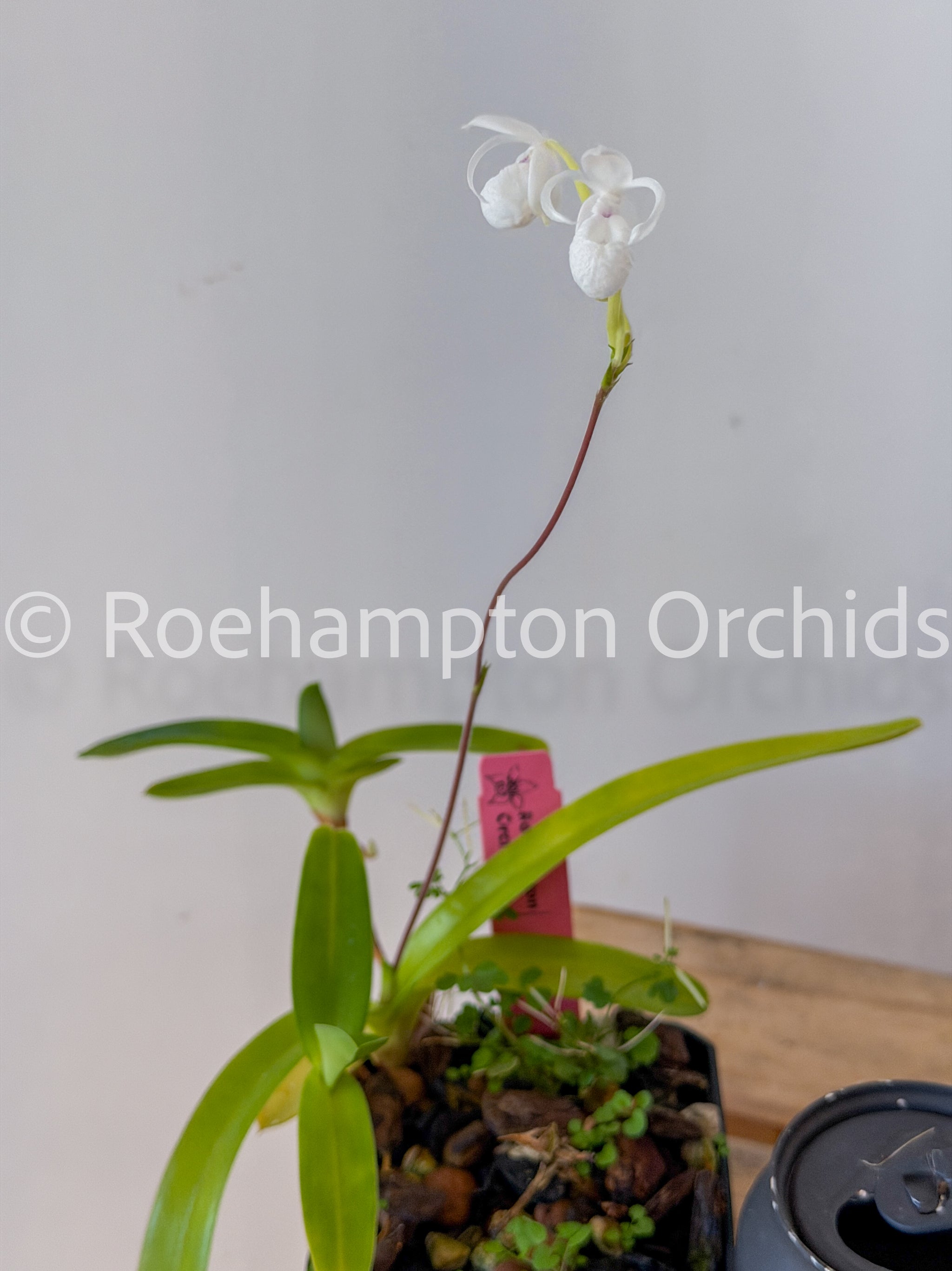 Mexipedium xerophyticum – Roehampton Orchids