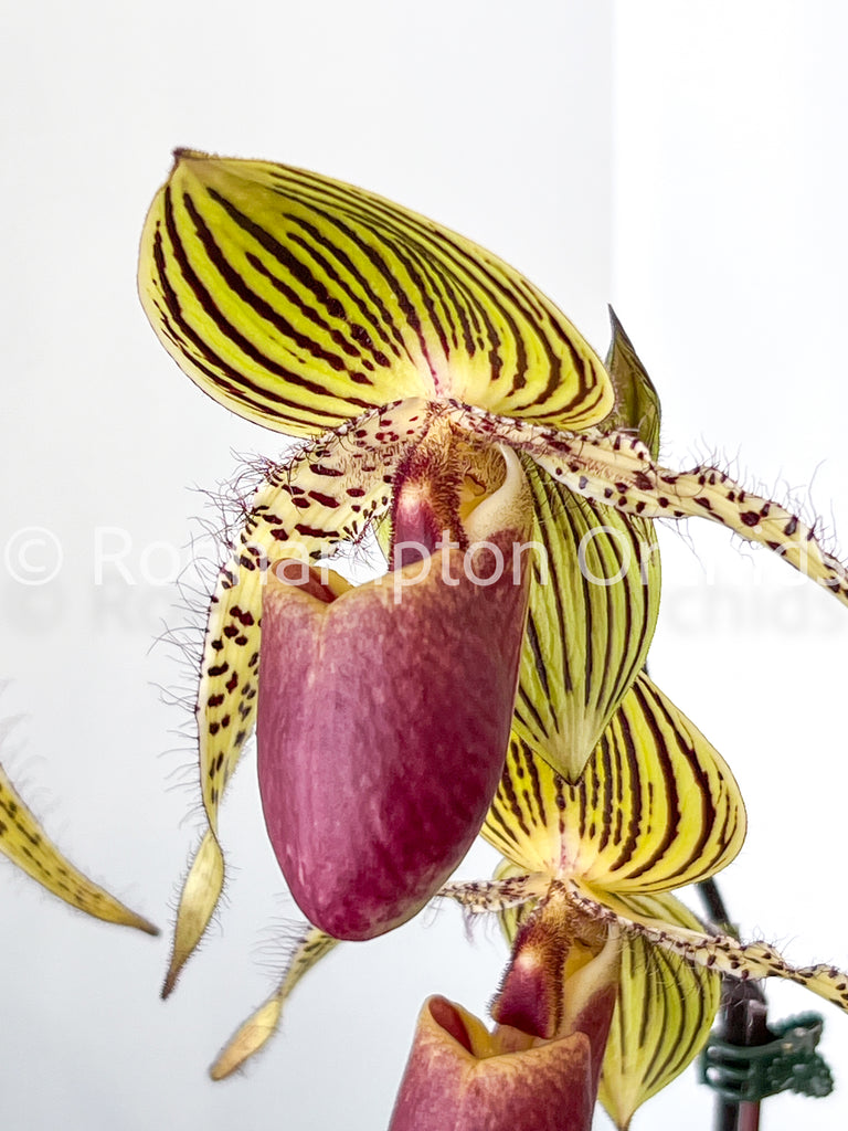 Paphiopedilum subgenus Polyantha – Roehampton Orchids