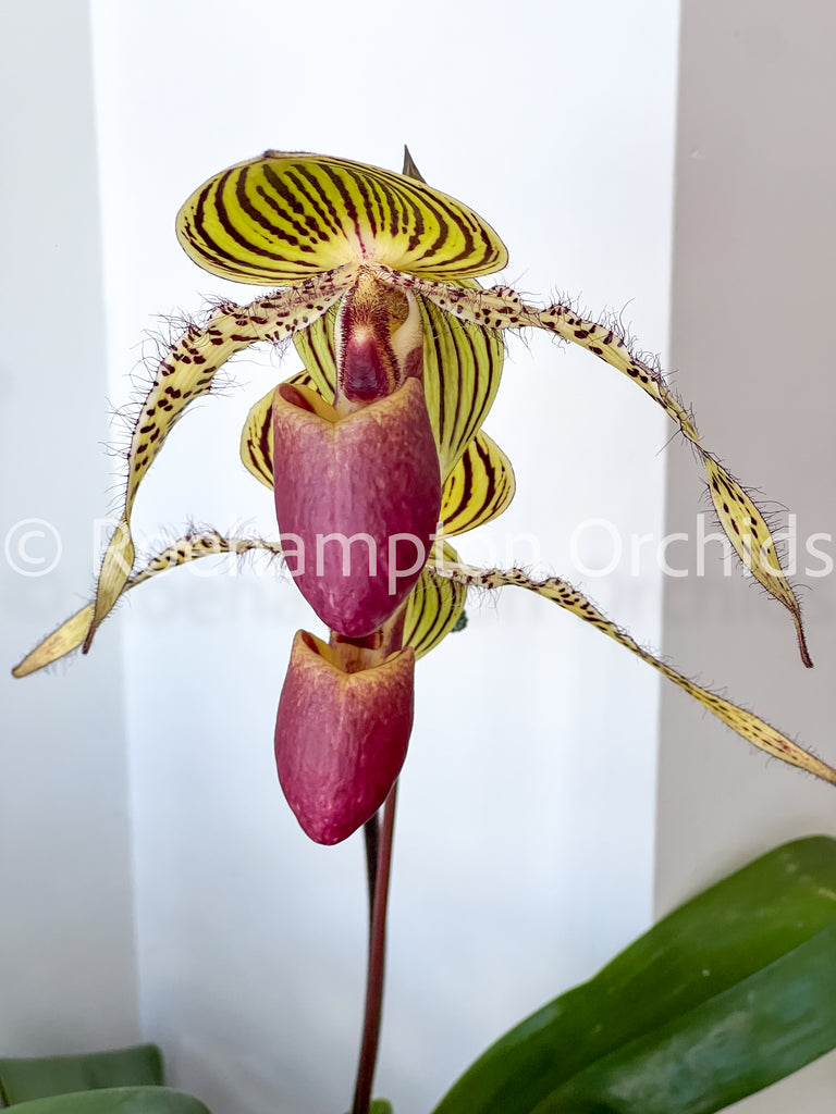 Paphiopedilum subgenus Polyantha – Roehampton Orchids
