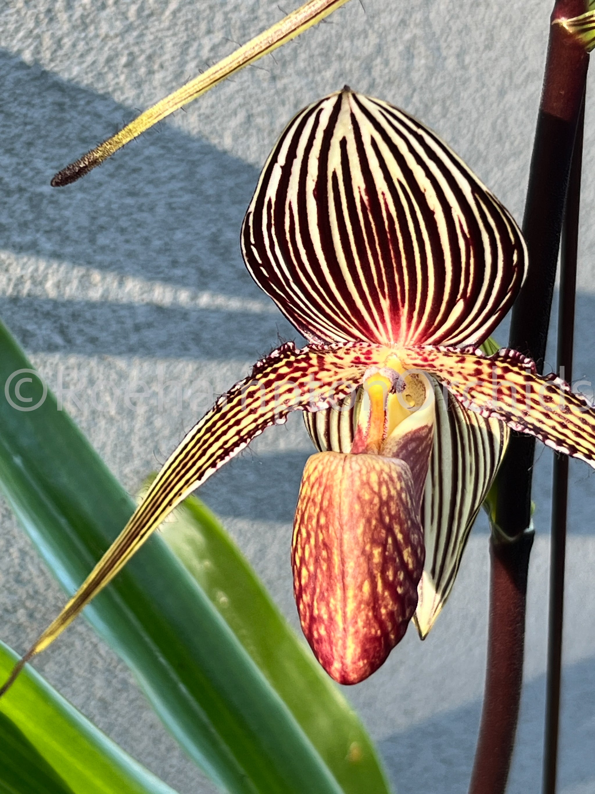 Paph. rothschildianum – Roehampton Orchids