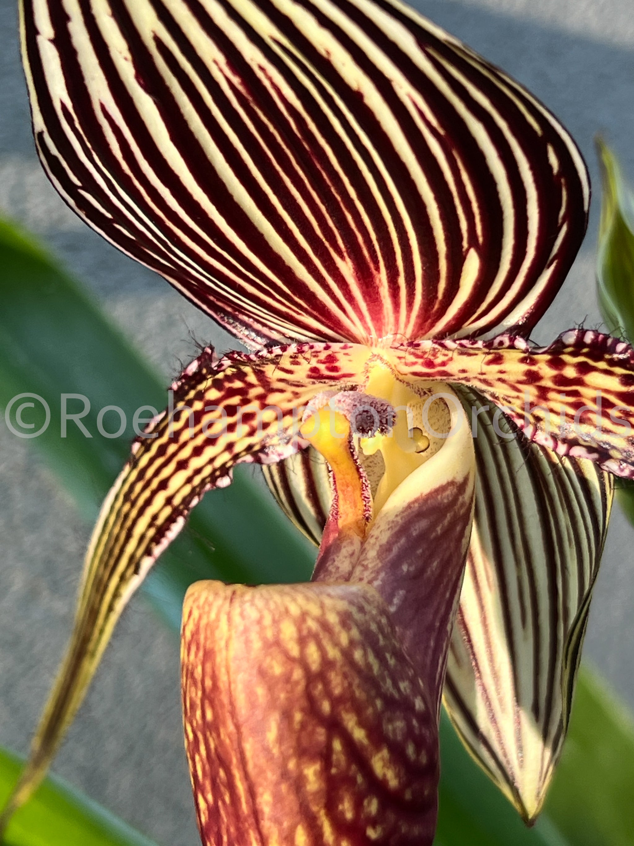 Paph. rothschildianum – Roehampton Orchids