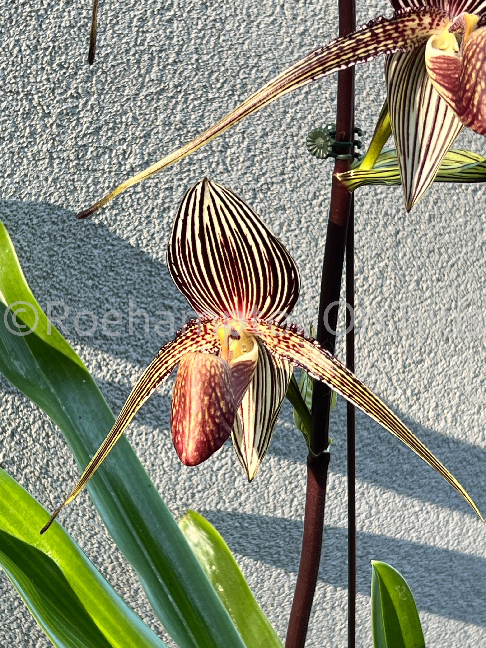 Paph. rothschildianum – Roehampton Orchids
