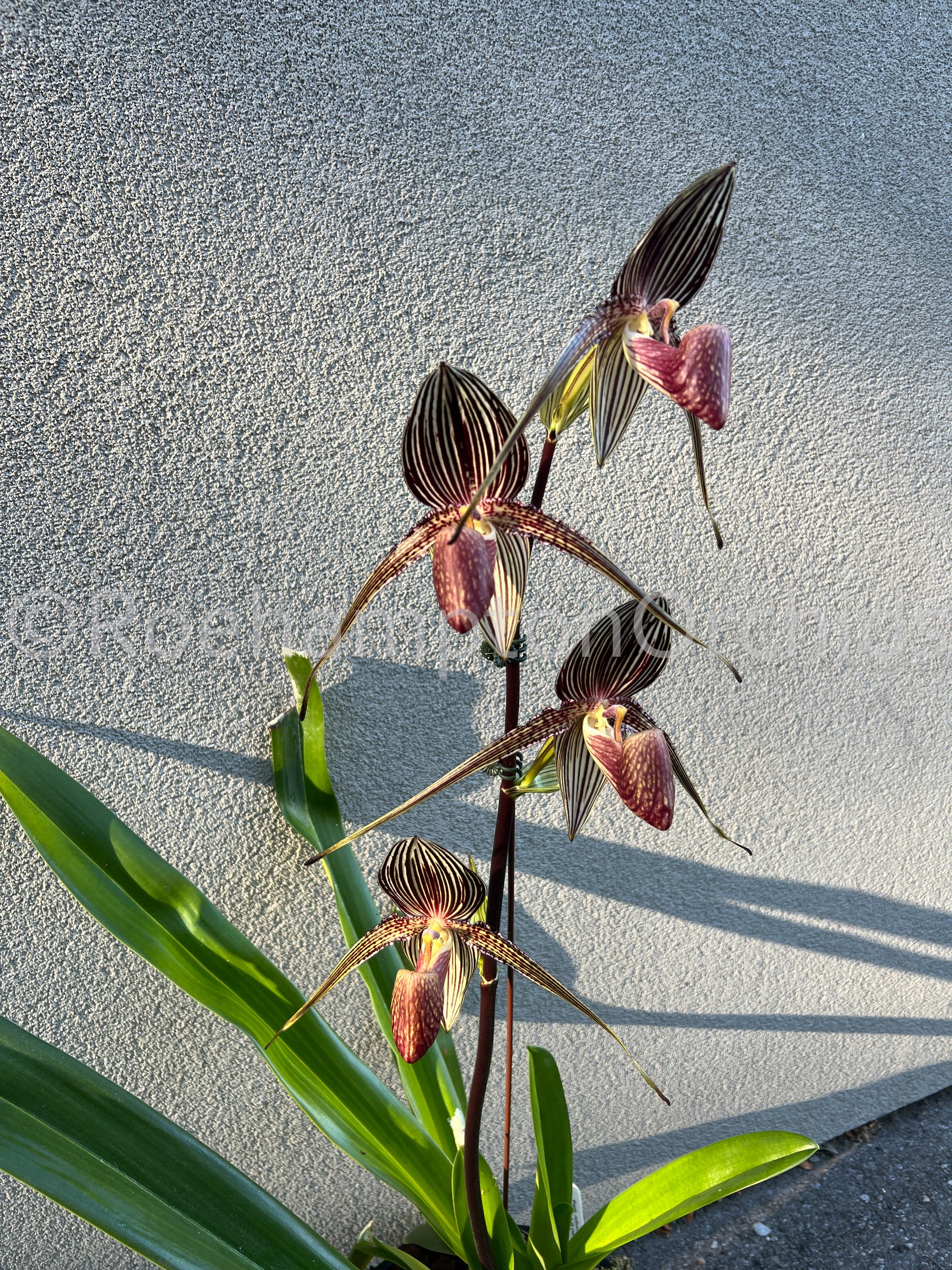 Paph. rothschildianum – Roehampton Orchids