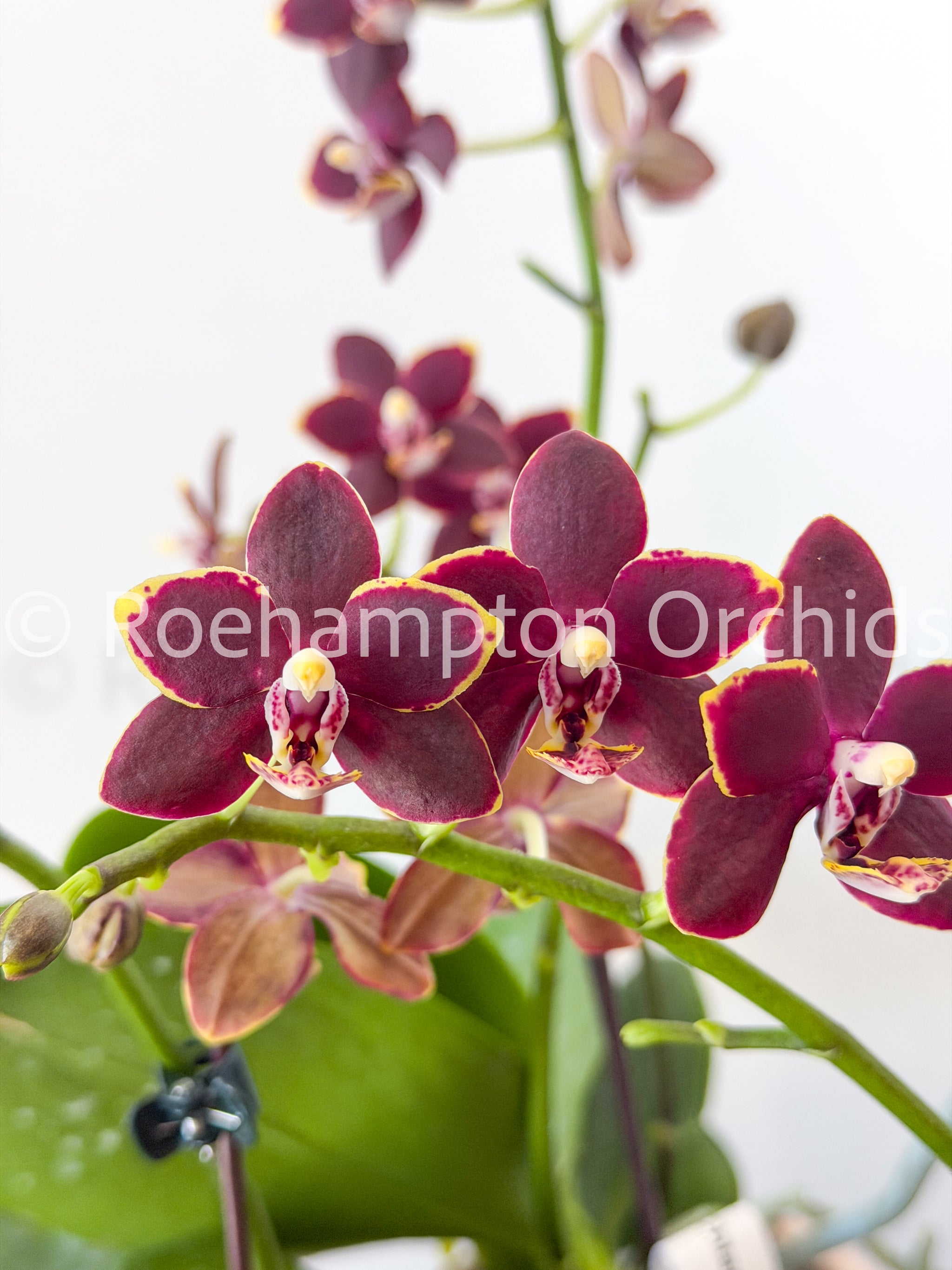 Phal. Chiada Stacy – Roehampton Orchids