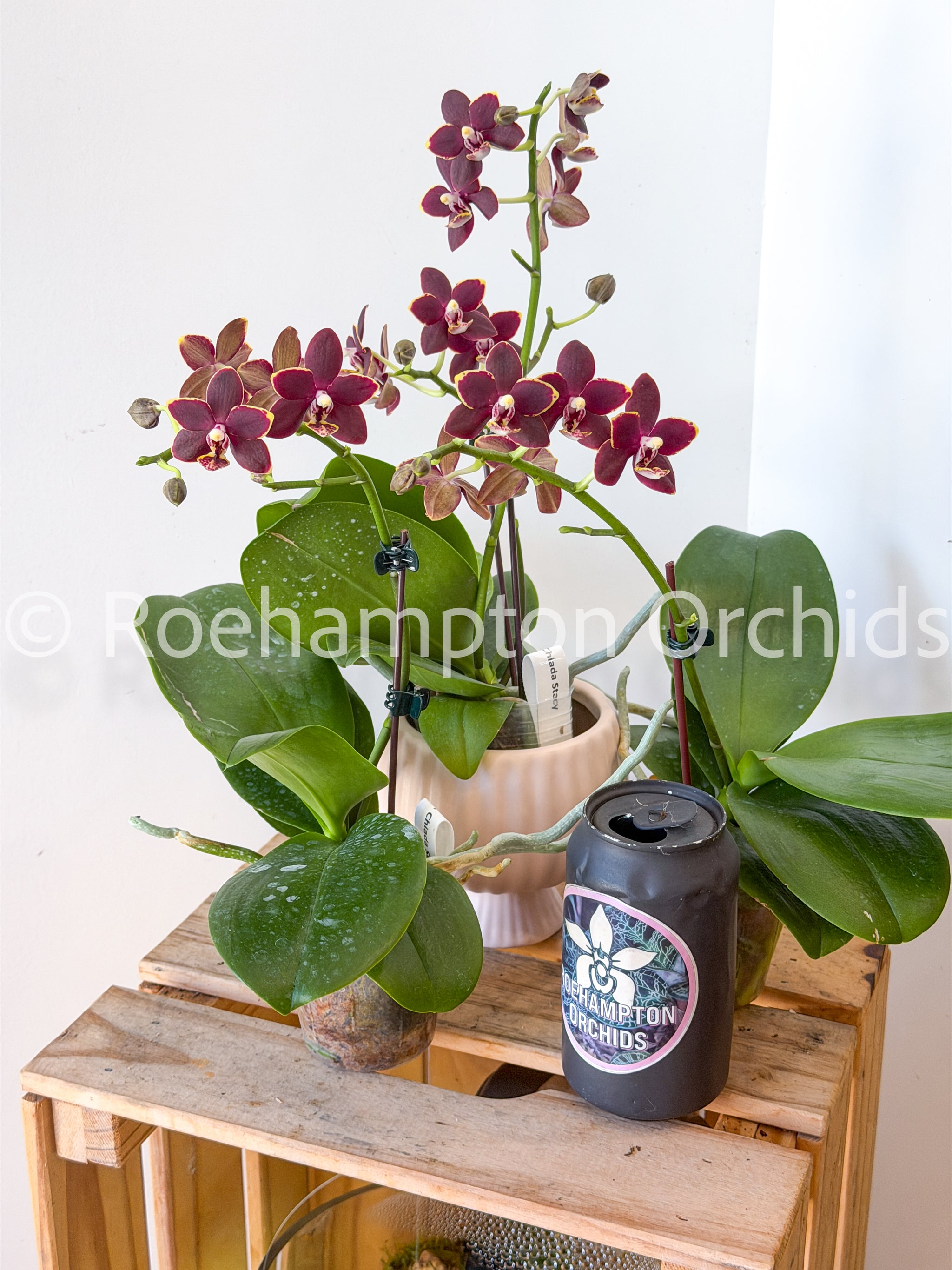 Phal. Chiada Stacy – Roehampton Orchids