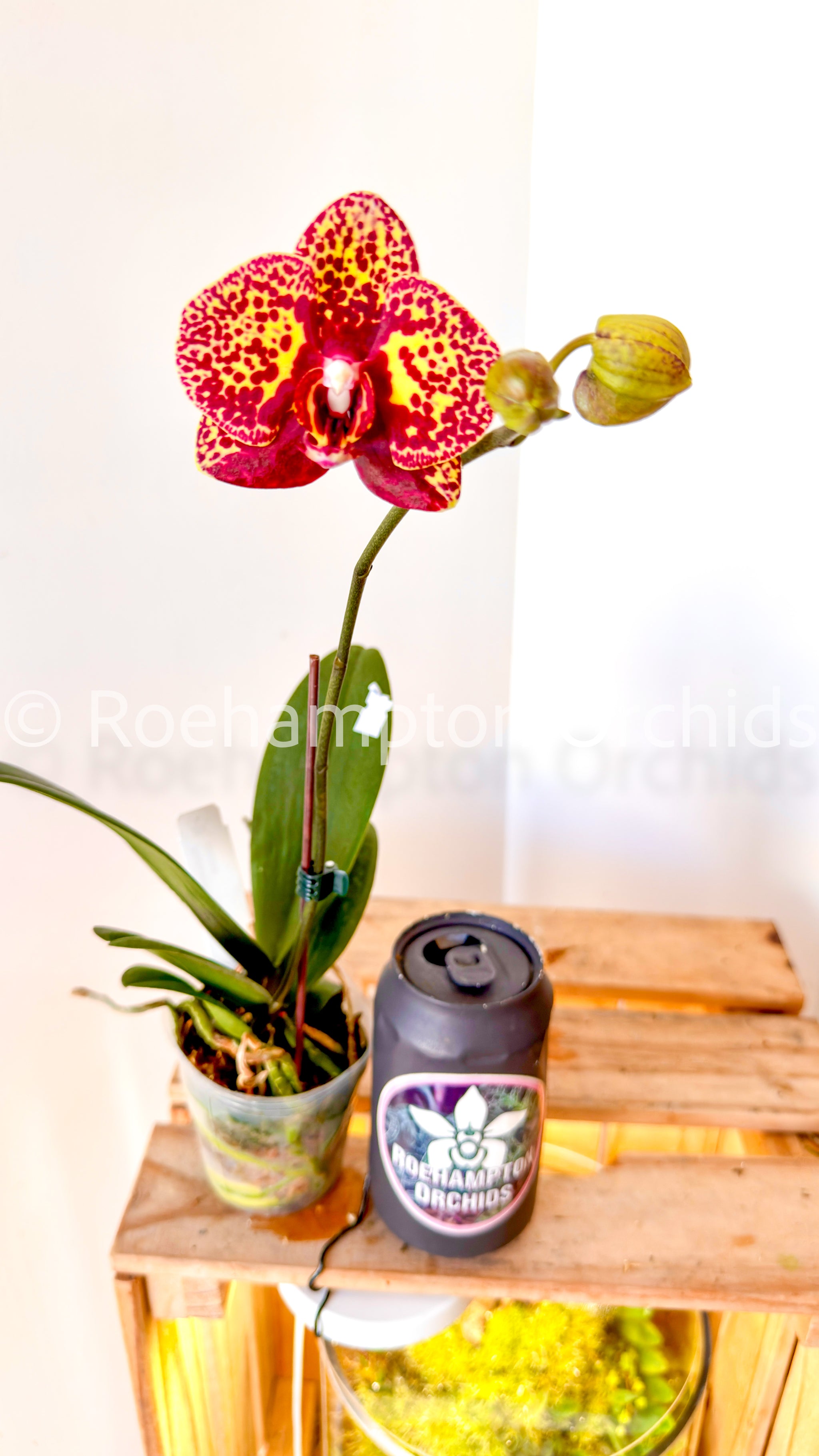 Phal. I-Hsin Yellow Leopard – Roehampton Orchids