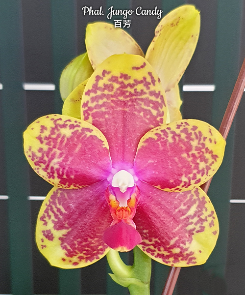 Polychilos Polychilos Phalaenopsis - The 'Summer Star' Subgenus! – Roehampton Orchids