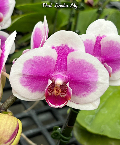 Polychilos Polychilos Phalaenopsis - The 'Summer Star' Subgenus! – Roehampton Orchids