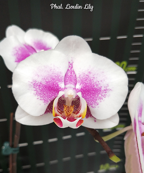 Phal. Lioulin Lily – Roehampton Orchids