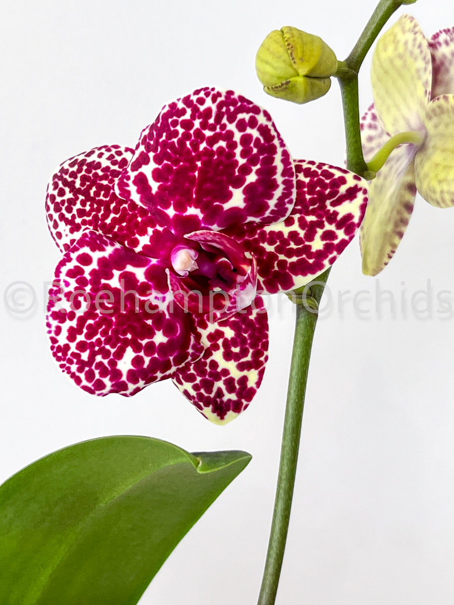 Phal. Lioulin Wild Cat _ Phalaenopsis Lioulin Kaufen – GQVT