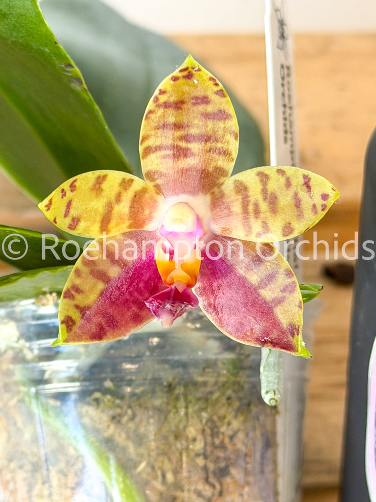 Polychilos Phalaenopsis - The 'Summer Star' Subgenus! – Roehampton Orchids