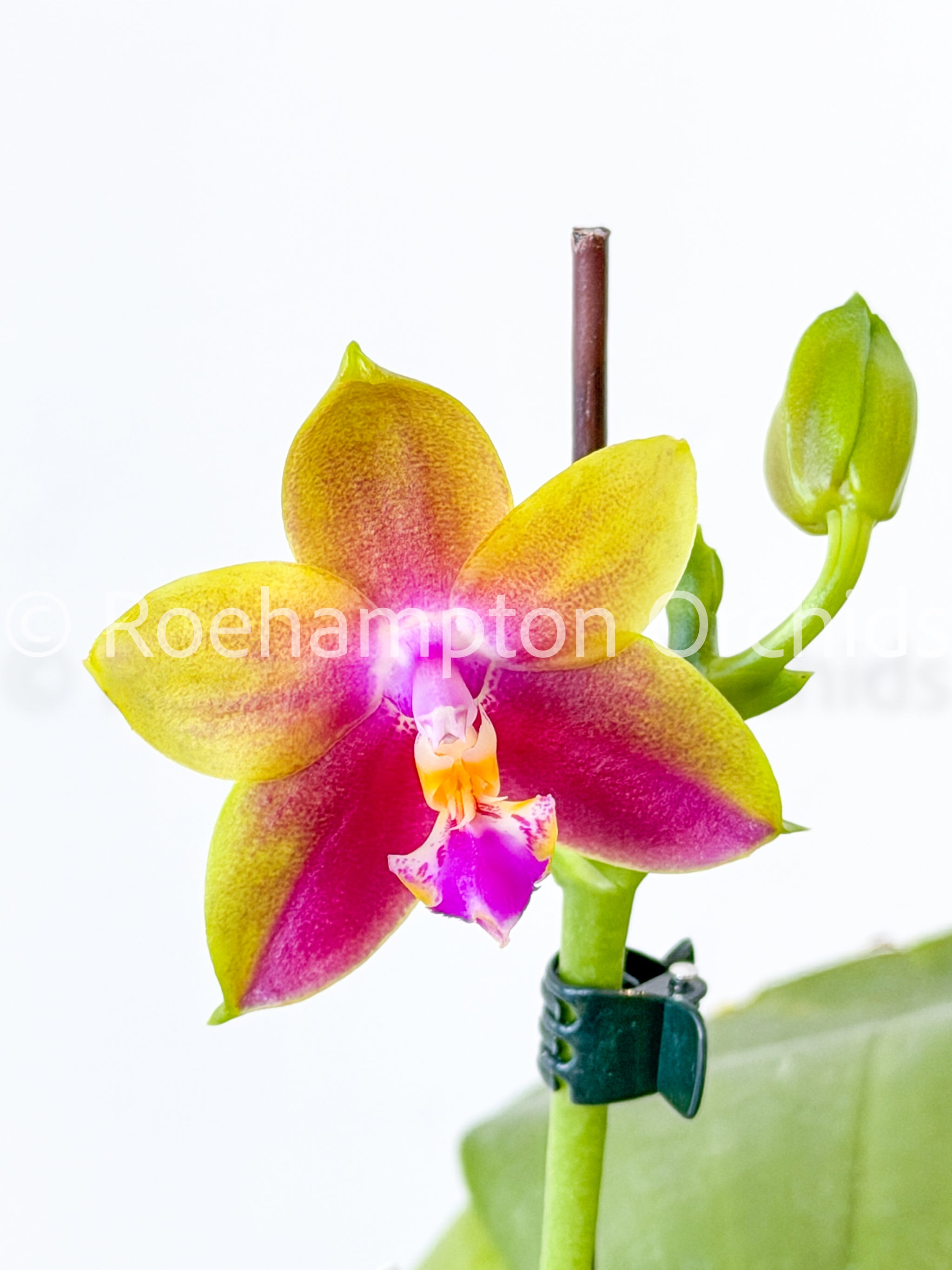 Phal.