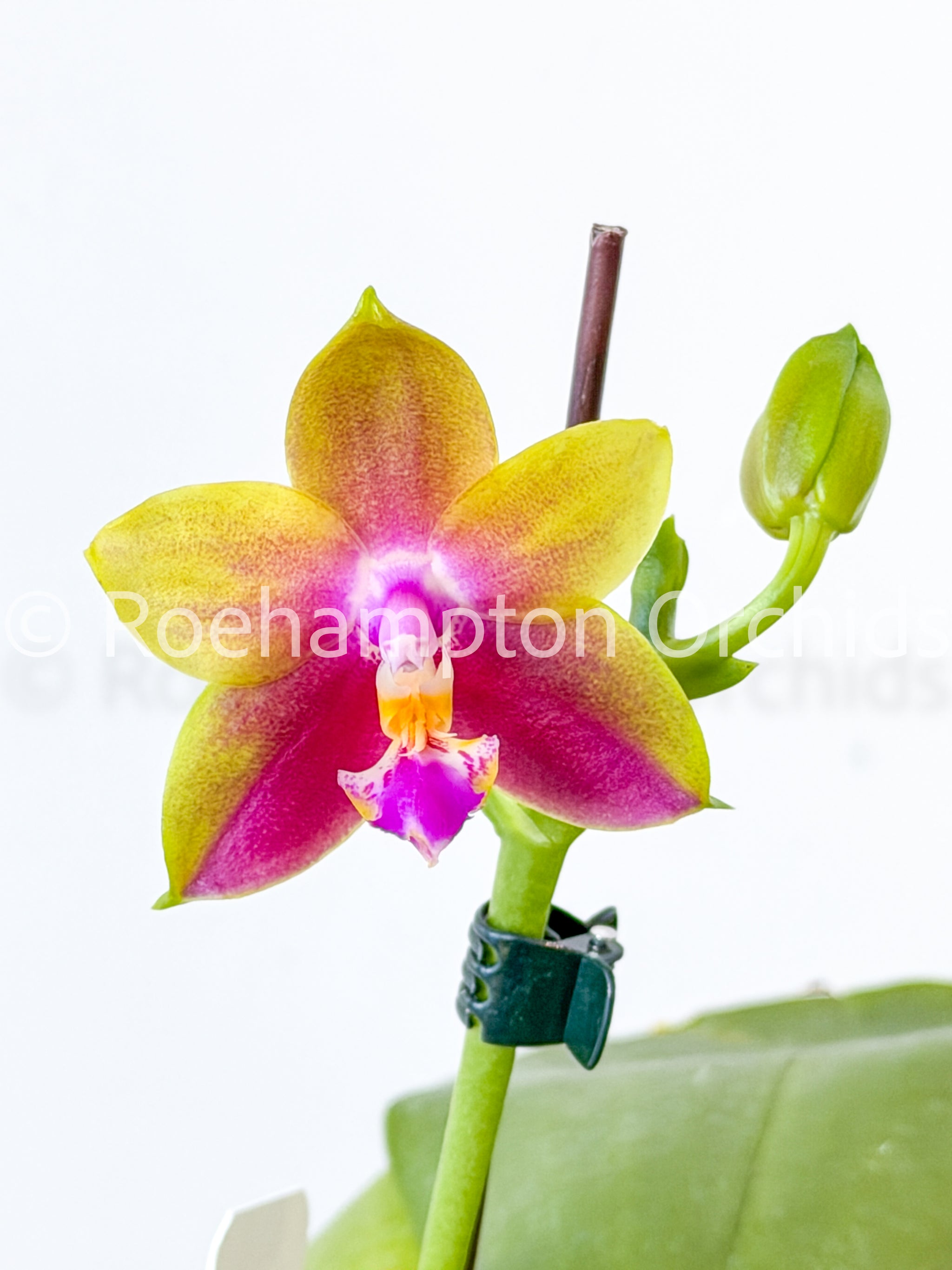 ［洋蘭原種］極希少種　Phal. celebensis yellow Phal. Meidarland Kaiulani 'Yellow Lion' – Roehampton Orchids