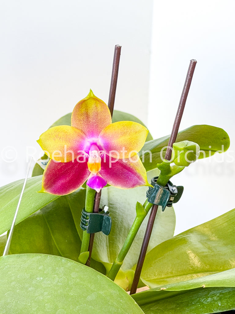 Phal. Meidarland Kaiulani 'Yellow Lion' – Roehampton Orchids