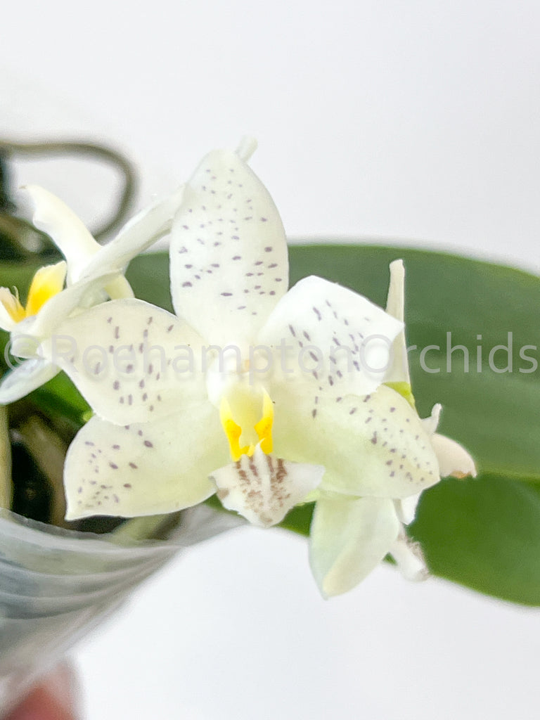Specialty Phalaenopsis – Roehampton Orchids