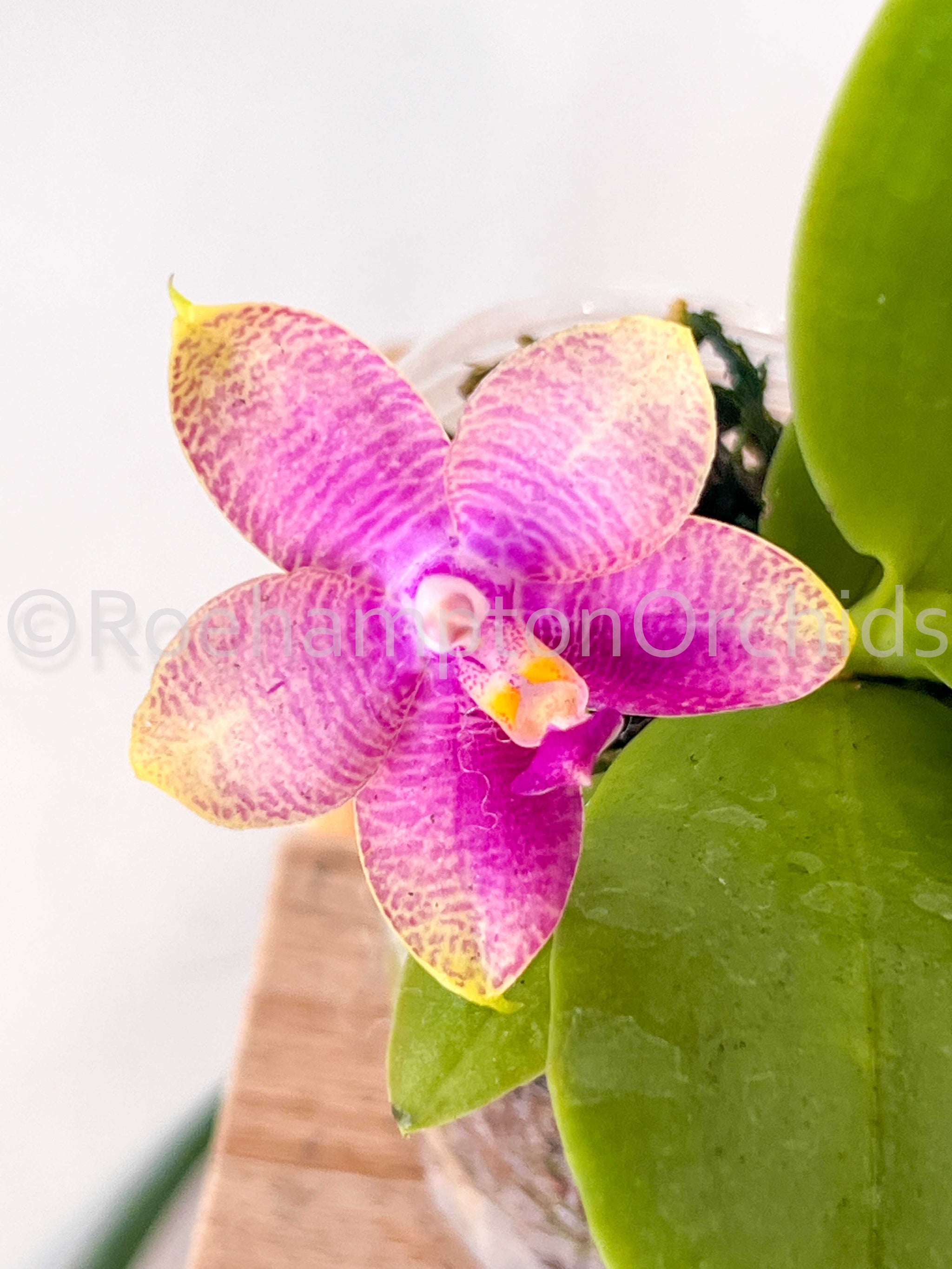 pharoahe monch royal flush big pun 3枚セット Amazon.com: 1 Pair Rok Hardware Heavy Duty Interlocking