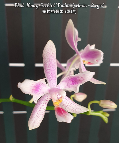 Pink orchid with green leaves against a dark background