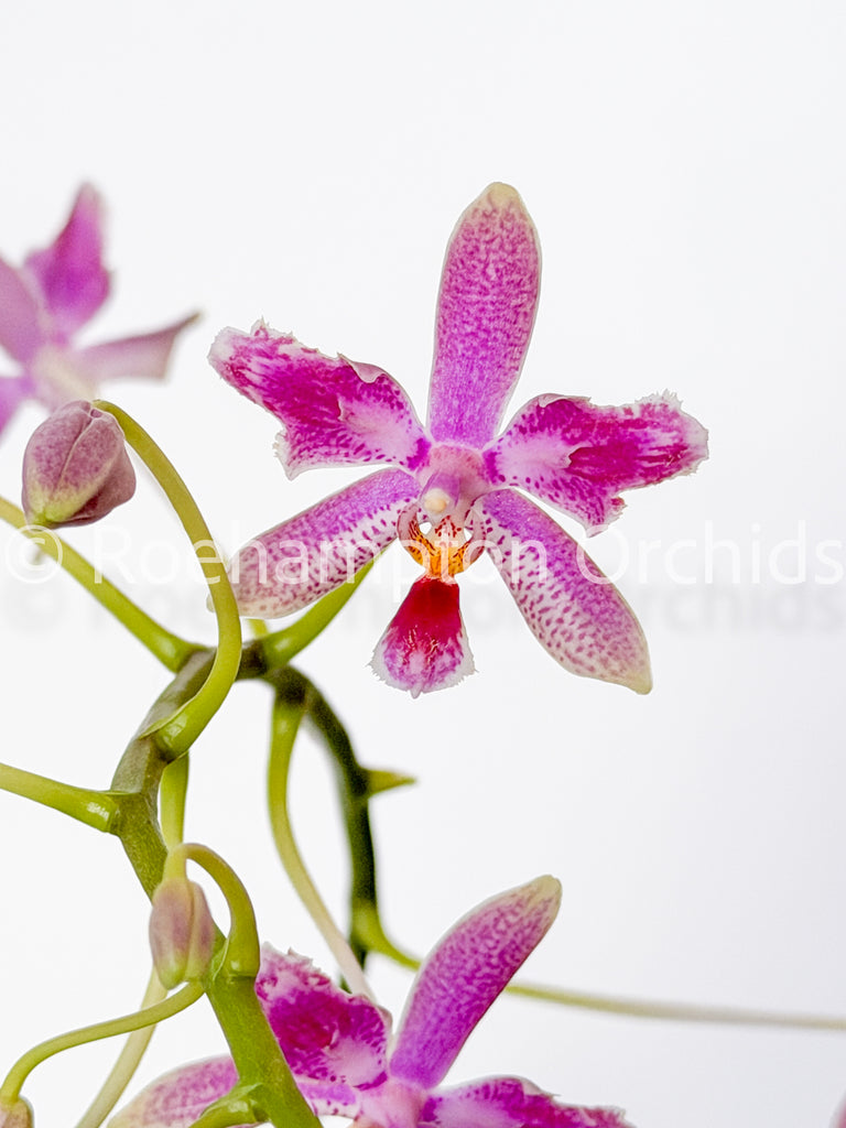 Polychilos Phalaenopsis - The 'Summer Star' Subgenus! – Roehampton Orchids
