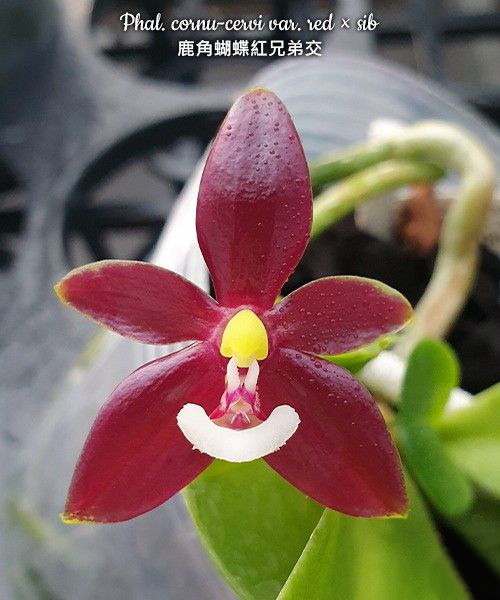 Polychilos Phalaenopsis - The 'Summer Star' Subgenus! – Roehampton Orchids