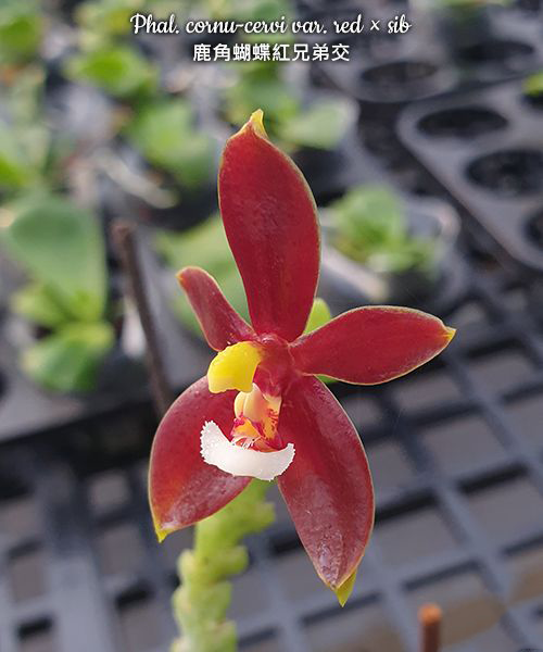Polychilos Phalaenopsis - The 'Summer Star' Subgenus! – Roehampton Orchids