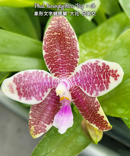 Phal. hieroglyphica 'Big' – Roehampton Orchids