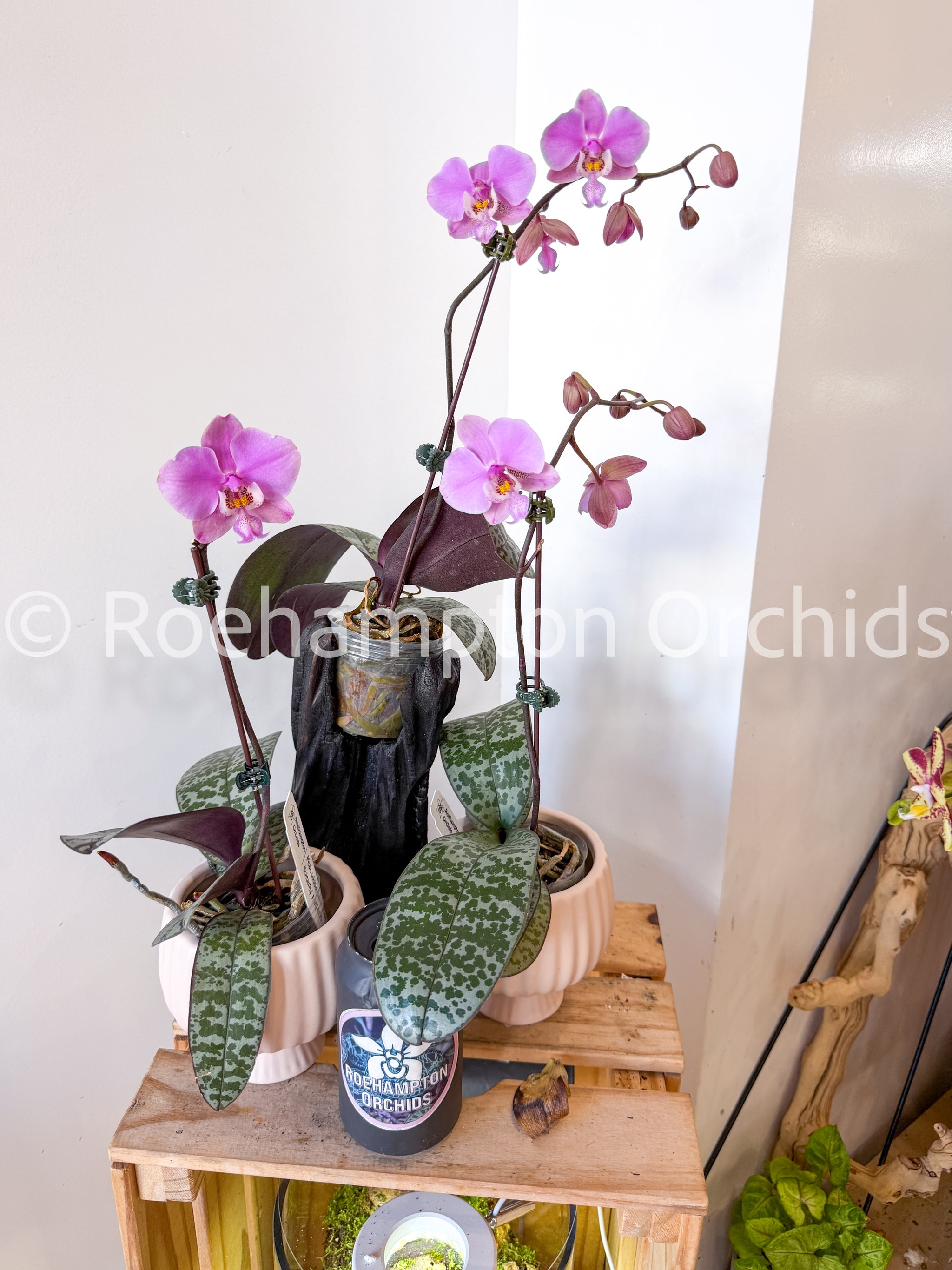 洋蘭　原種　Phal. schilleriana フラスコ苗 NK】特選交配(5) Phal.schilleriana f.purpurea 実生苗 【洋蘭 原種