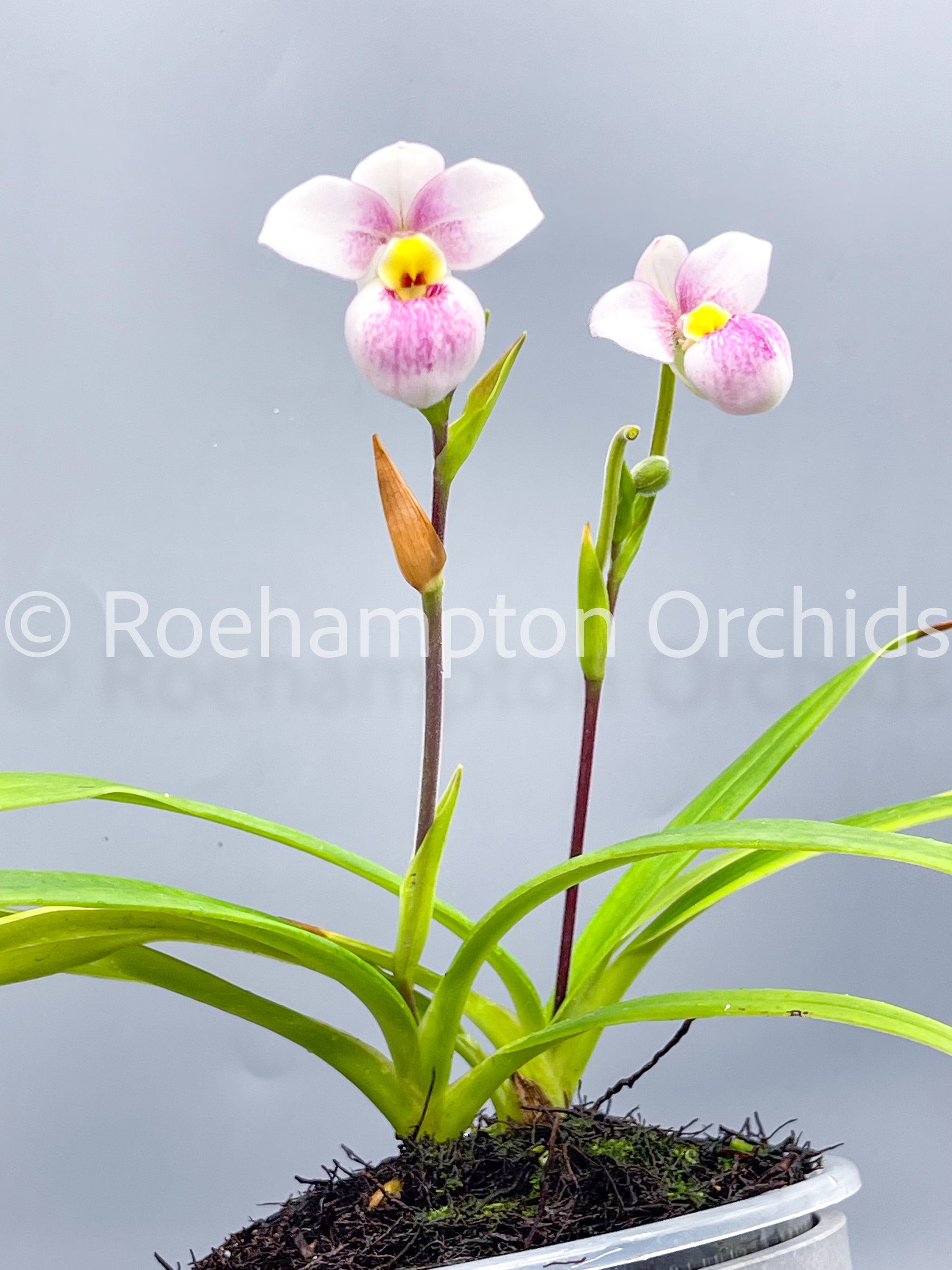 Phrag. Pink Panther – Roehampton Orchids