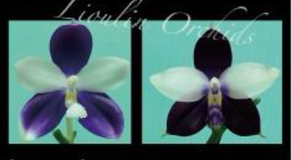 アリシアスタン  Jennifer Orchid  L Phal. Lioulin Blue Jenny – Roehampton Orchids