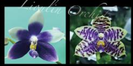Polychilos Polychilos-Phalaenopsis – Roehampton Orchids