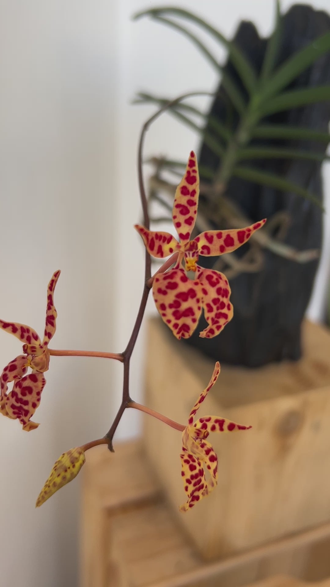 Ren. monachica – Roehampton Orchids