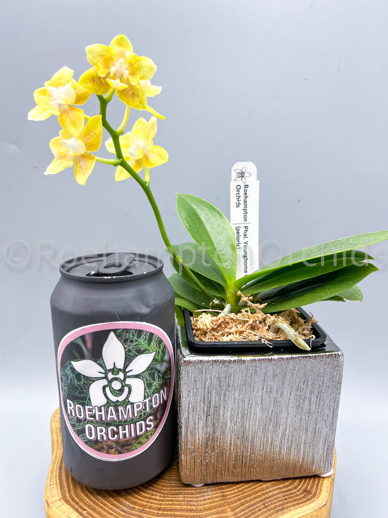 msu plant fertilizer RoeOrchid MSU fertilizer – Roehampton Orchids