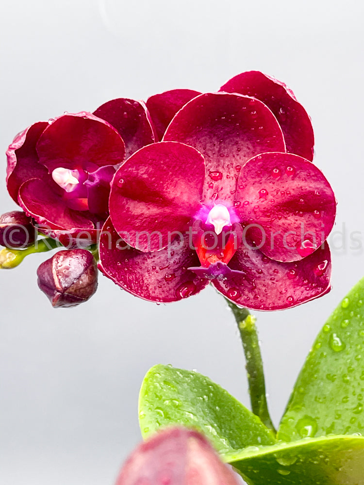 Polychilos Polychilos-Phalaenopsis – Roehampton Orchids