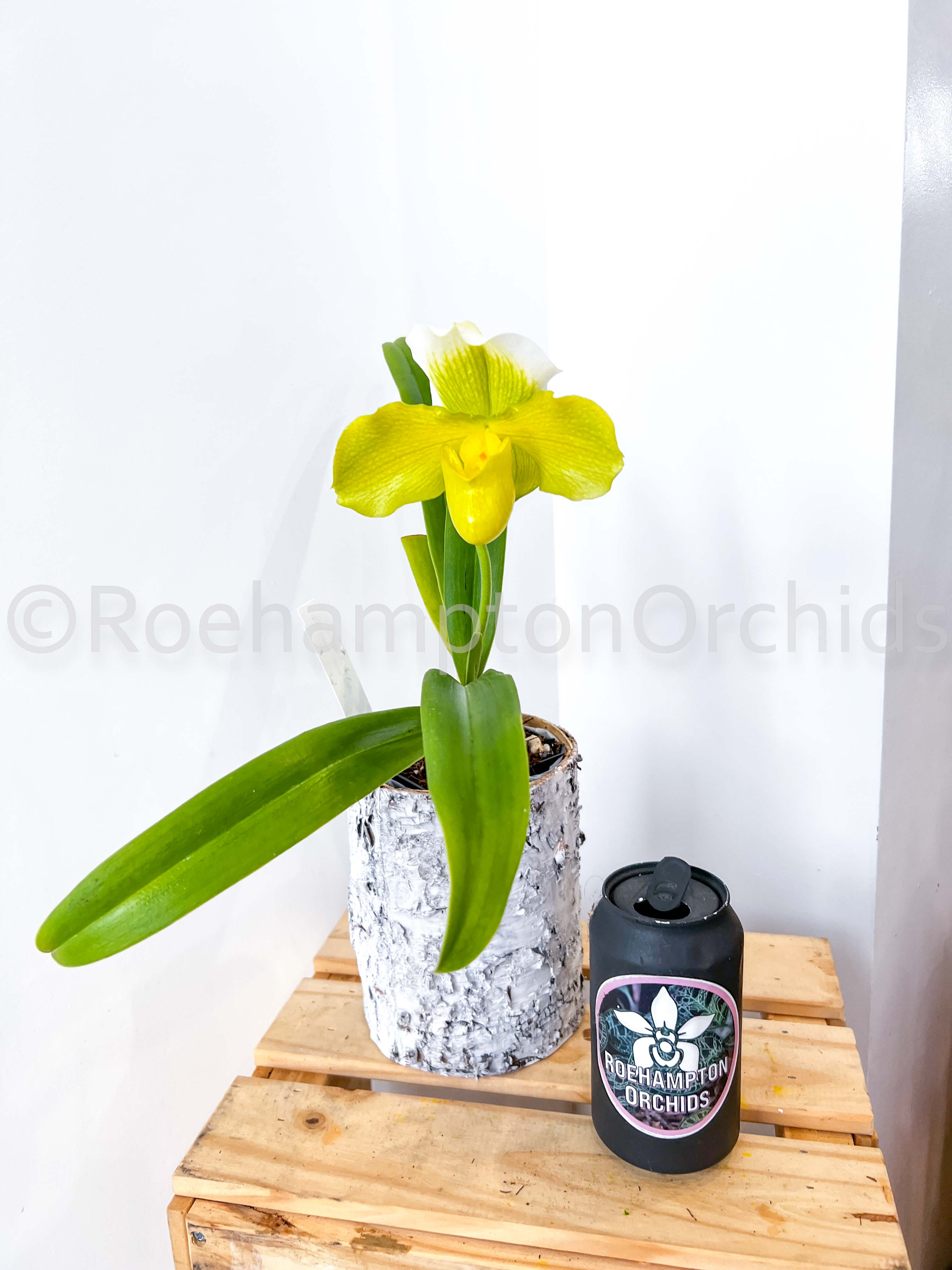 Paph. Complex Hybrid - Green/White (Bulldog Slippers) – Roehampton Orchids
