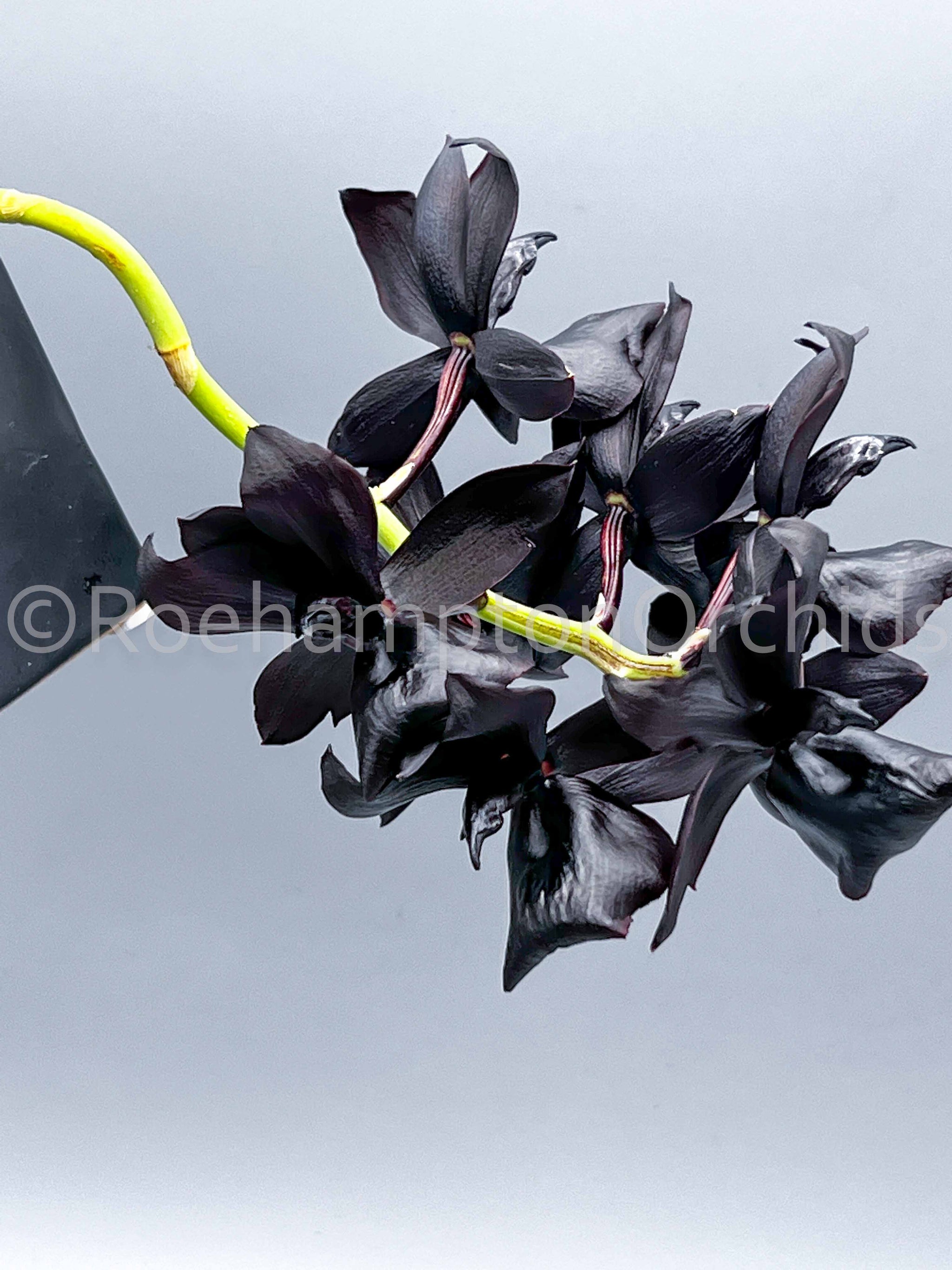 Monnierara Millennium Magic 'Witchcraft' FCC/AOS