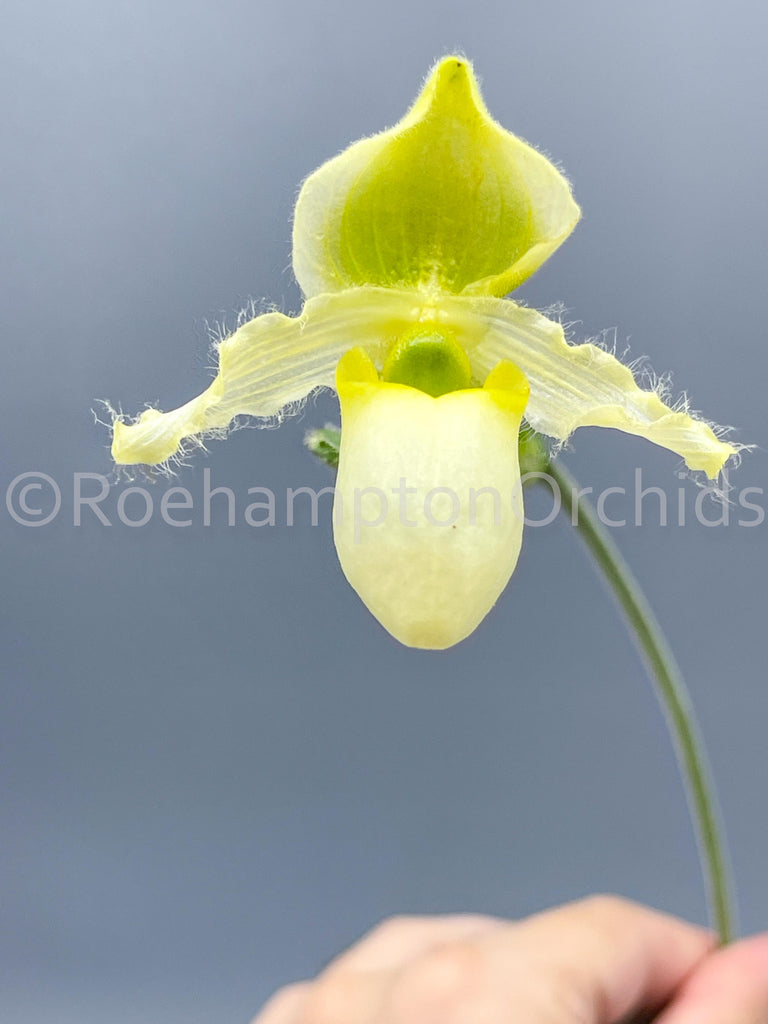Primulinum Paph primulinum var alba – Roehampton Orchids