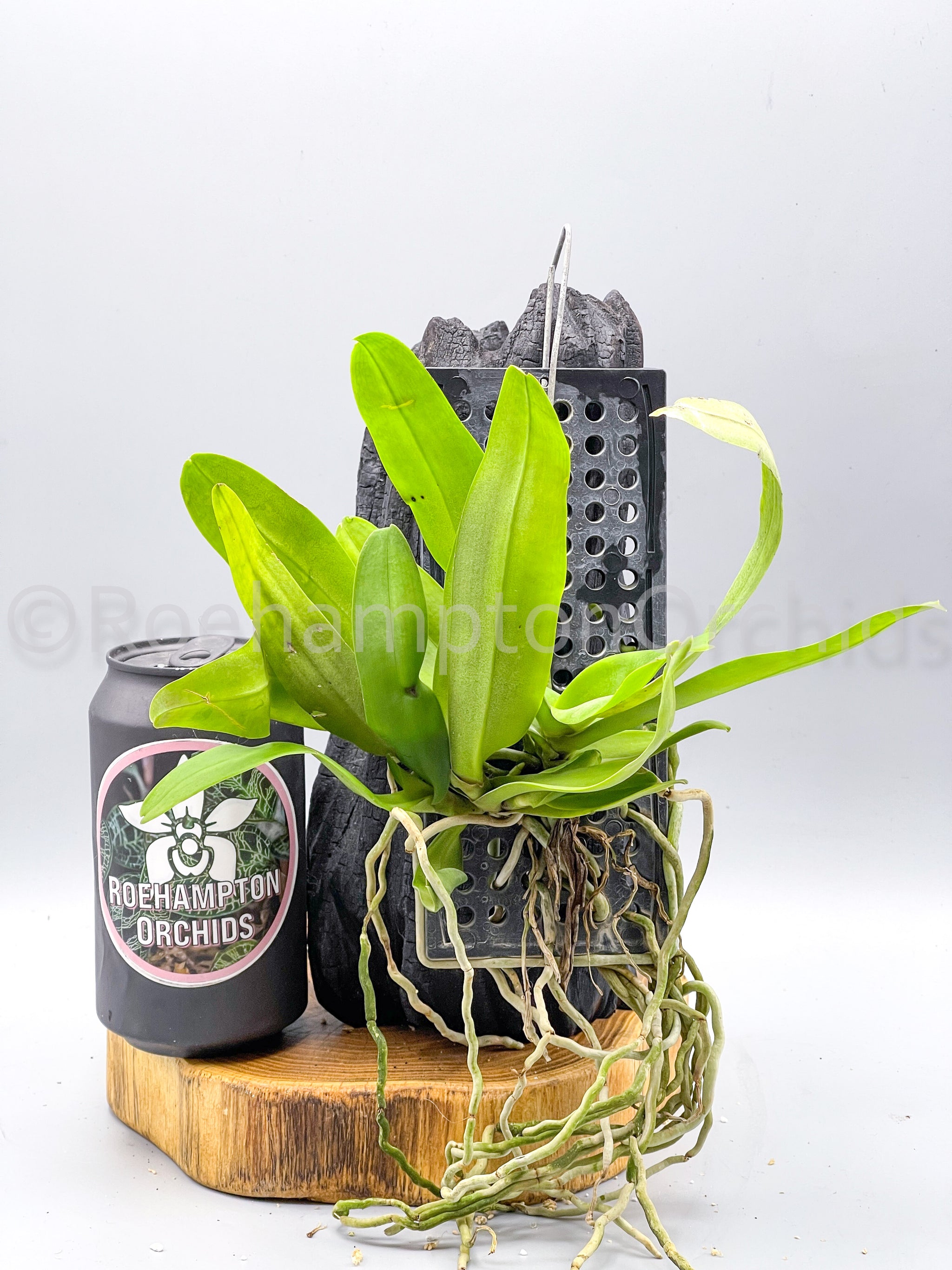 Gastrochilus obliquus – Roehampton Orchids