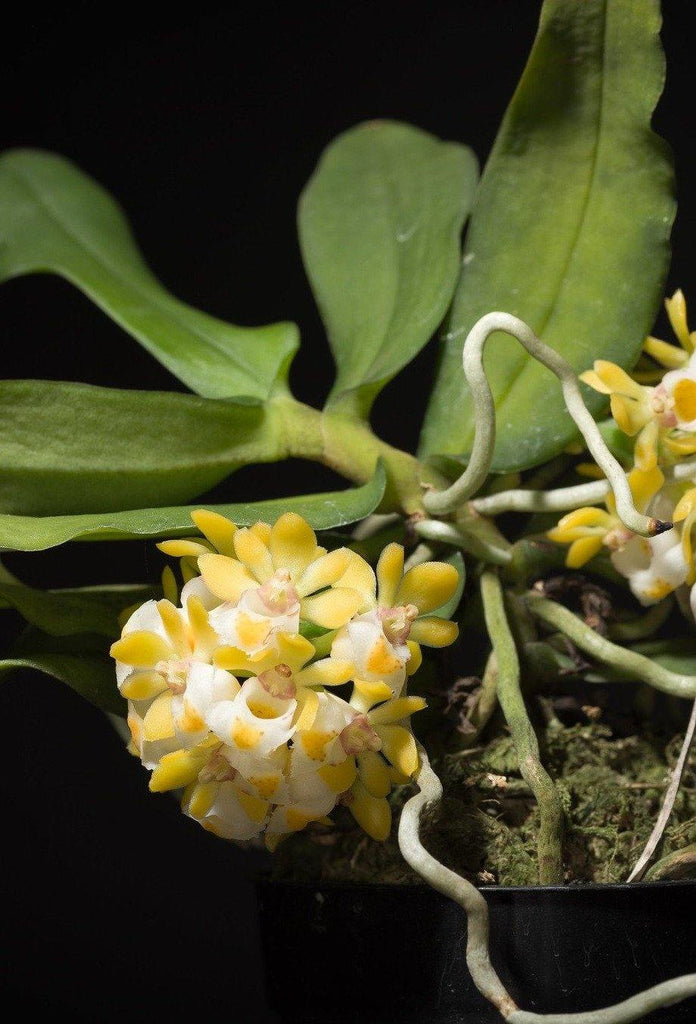 Gastrochilus japonicus - Roehampton Orchids