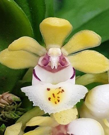 Gastrochilus japonicus - Roehampton Orchids