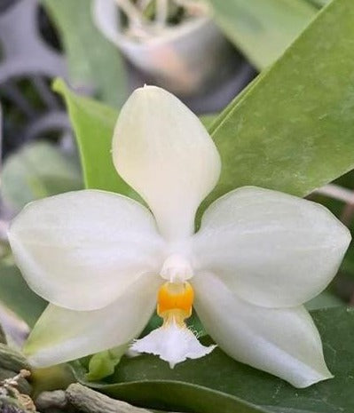 Polychilos Polychilos-Phalaenopsis – Roehampton Orchids