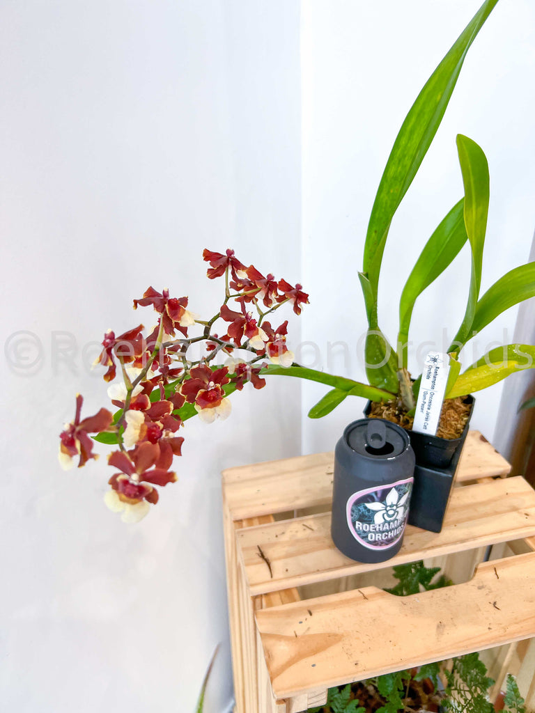 Oncidium Intg. – Roehampton Orchids