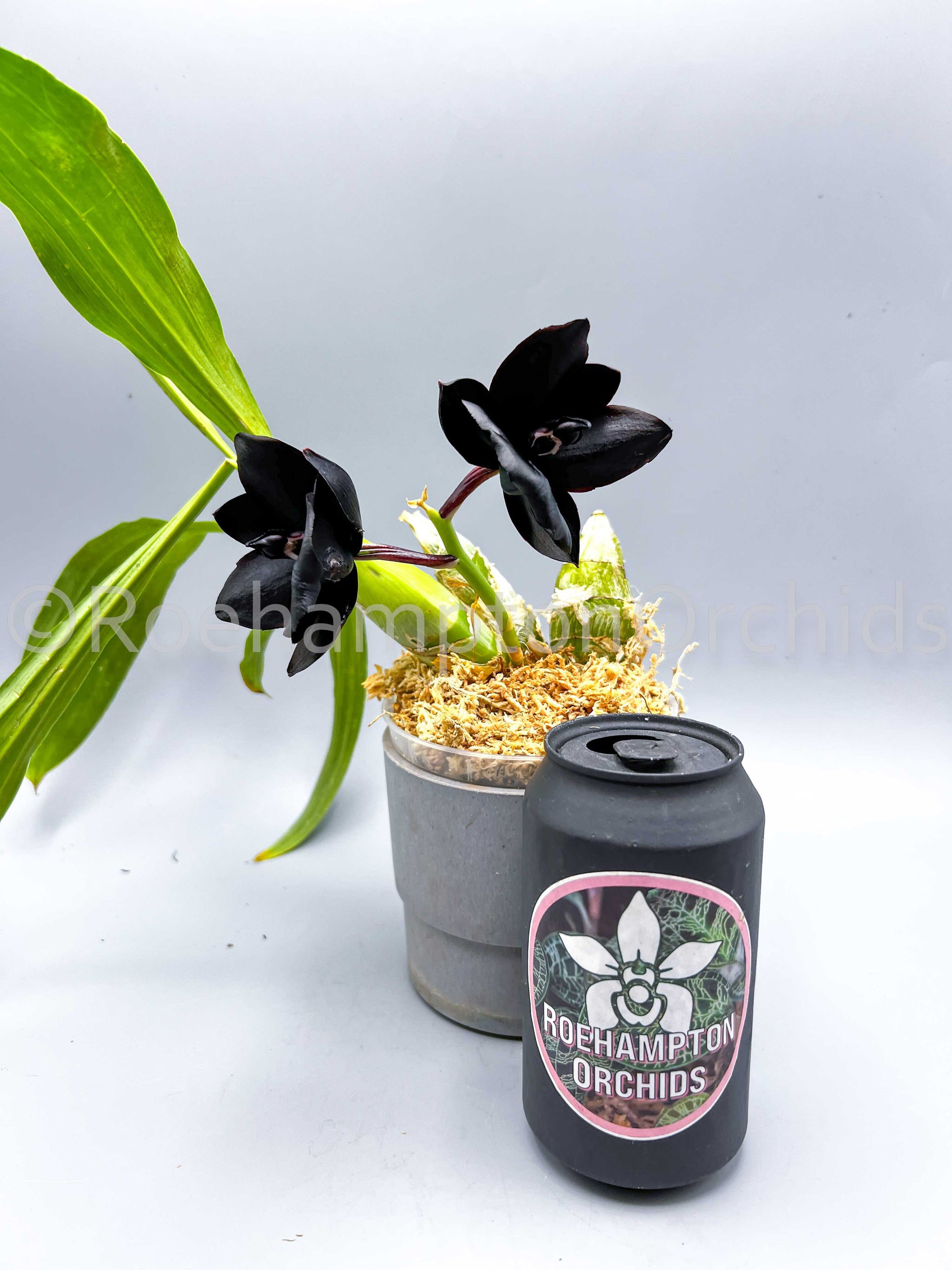 Monnierara Millennium Magic 'Witchcraft' FCC/AOS – Roehampton Orchids