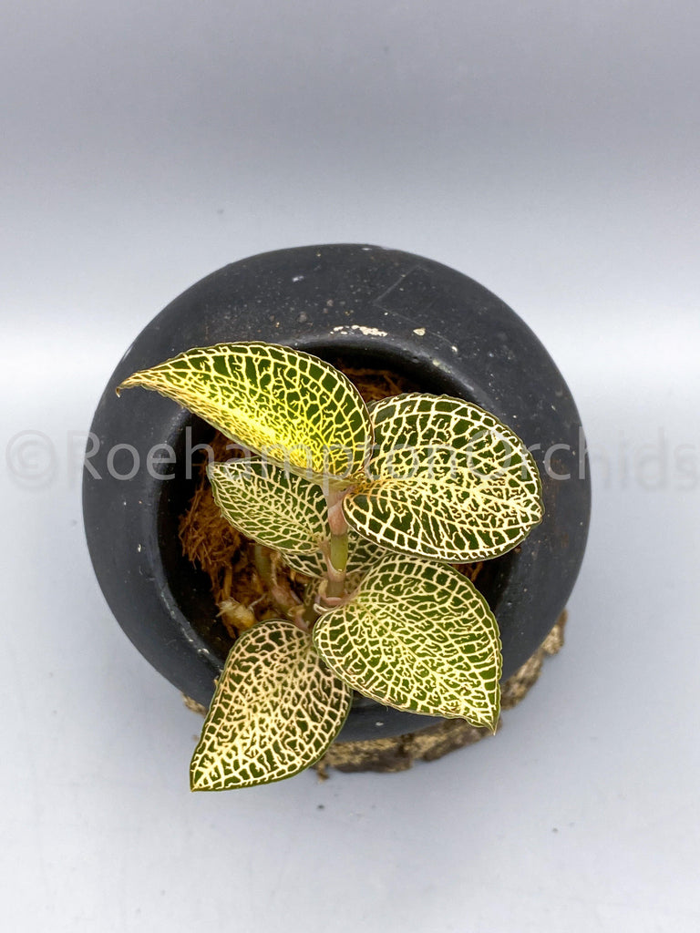 Anoectochilus roxburghii "white Gold" - Roehampton Orchids