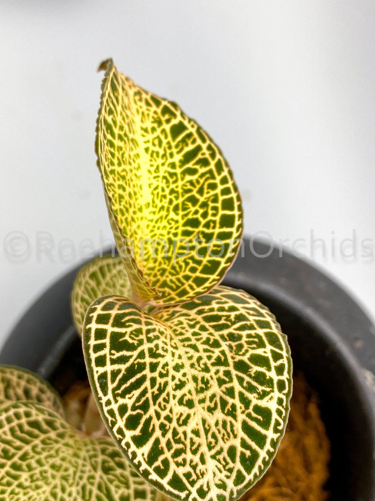 Anoectochilus roxburghii "white Gold" - Roehampton Orchids